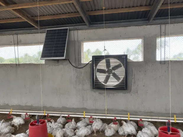 Solar exhaust fan installed in a poultry house for ammonia and humidity management