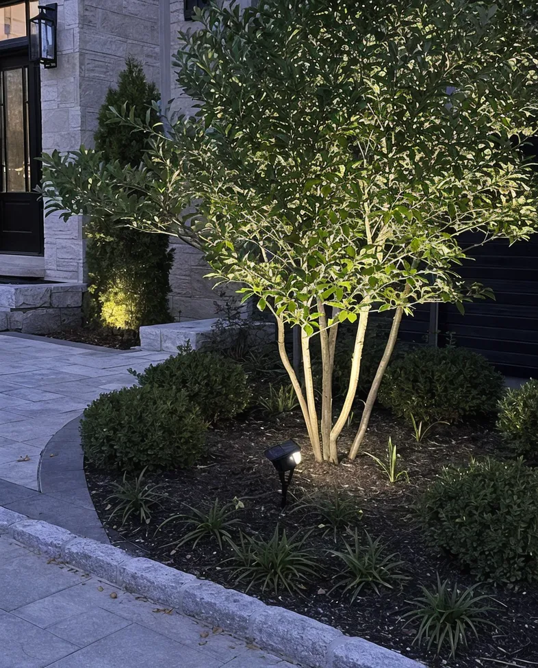 Solar spotlight installed by landscape contractor illuminating a feature tree at a residential entrance